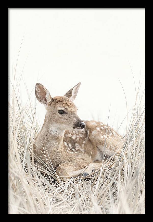 Newborn Fawn Resting Gracefully