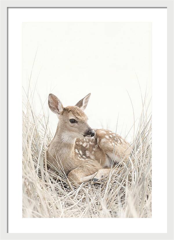 Newborn Fawn Resting Gracefully