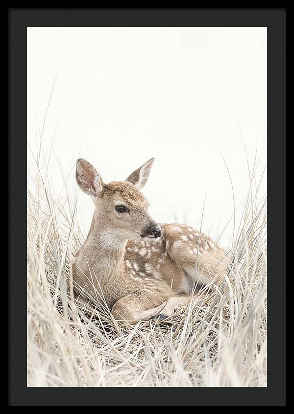Newborn Fawn Resting Gracefully