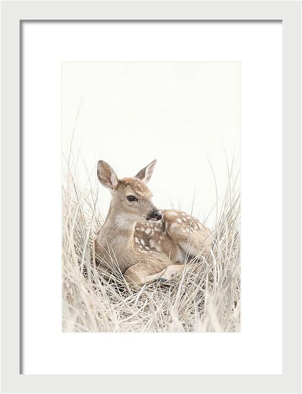 Newborn Fawn Resting Gracefully