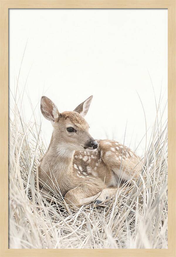 Newborn Fawn Resting Gracefully