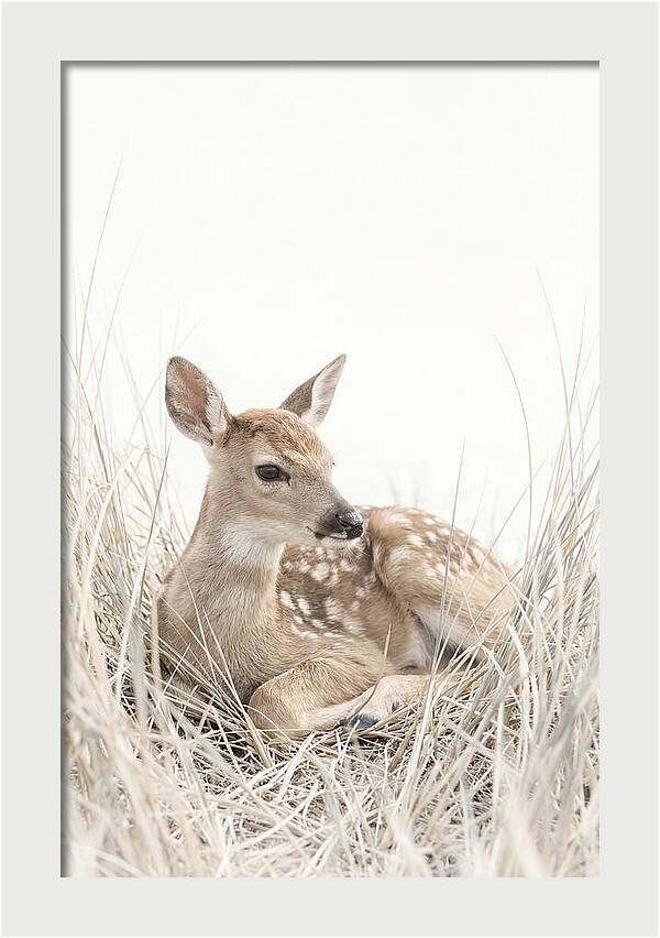 Newborn Fawn Resting Gracefully
