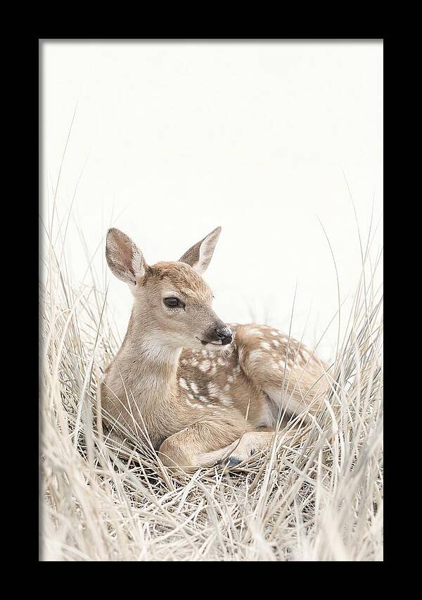 Newborn Fawn Resting Gracefully