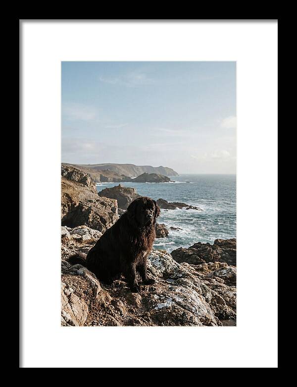 Newfoundland Dog By The Shore
