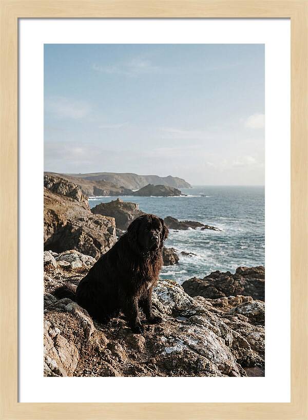 Newfoundland Dog By The Shore