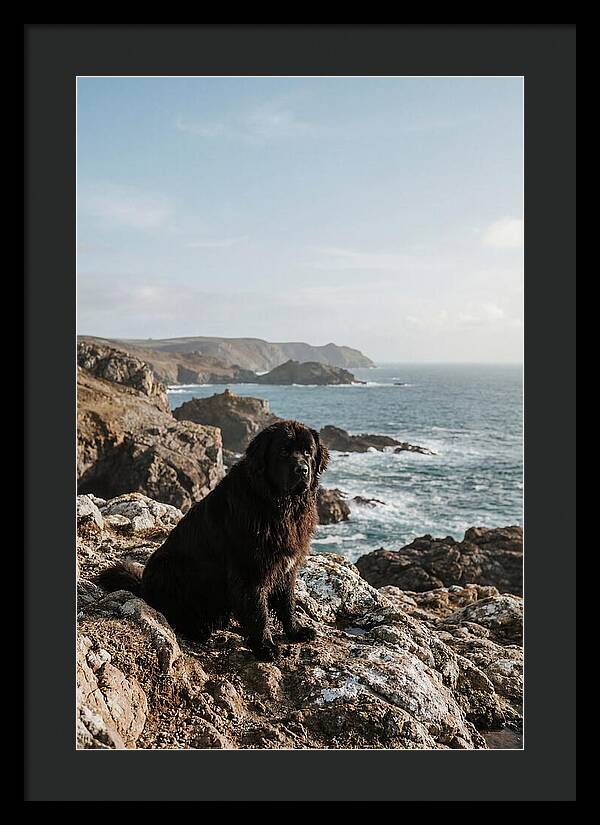 Newfoundland Dog By The Shore