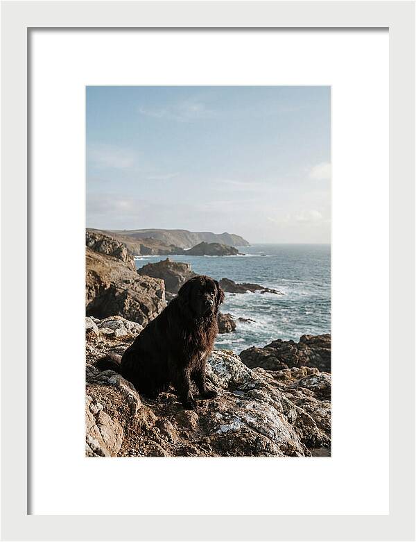 Newfoundland Dog By The Shore