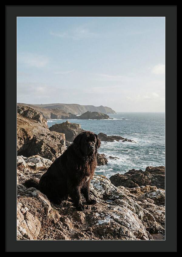 Newfoundland Dog By The Shore