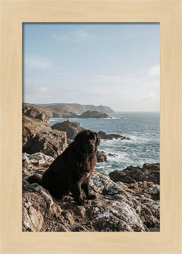 Newfoundland Dog By The Shore