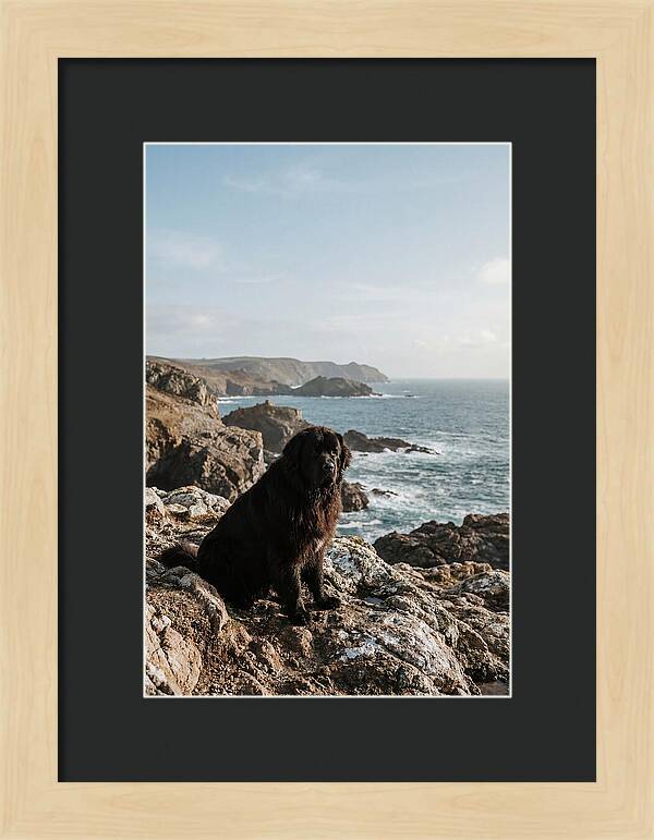 Newfoundland Dog By The Shore