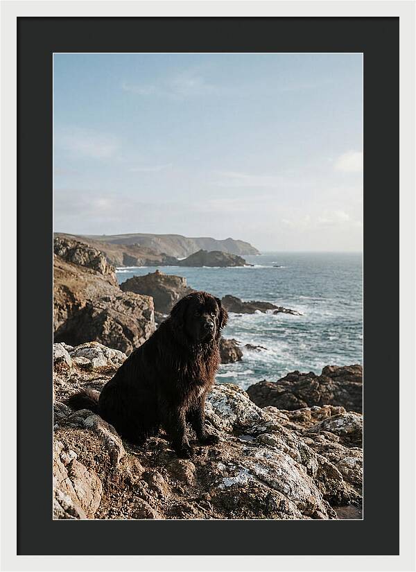 Newfoundland Dog By The Shore