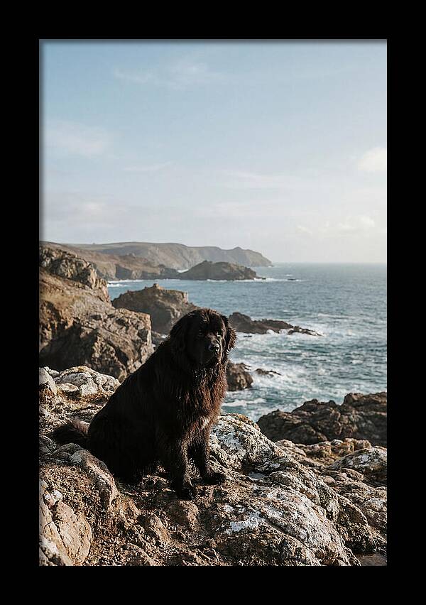 Newfoundland Dog By The Shore