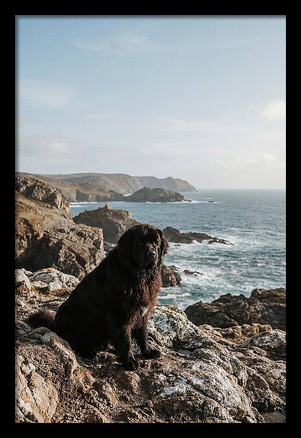 Newfoundland Dog By The Shore