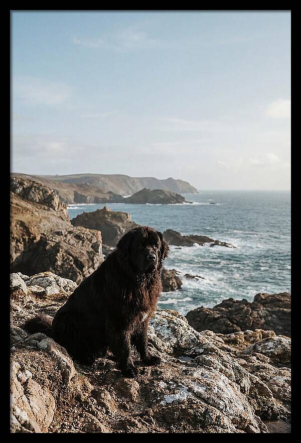 Newfoundland Dog By The Shore