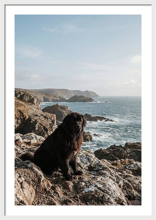 Newfoundland Dog By The Shore