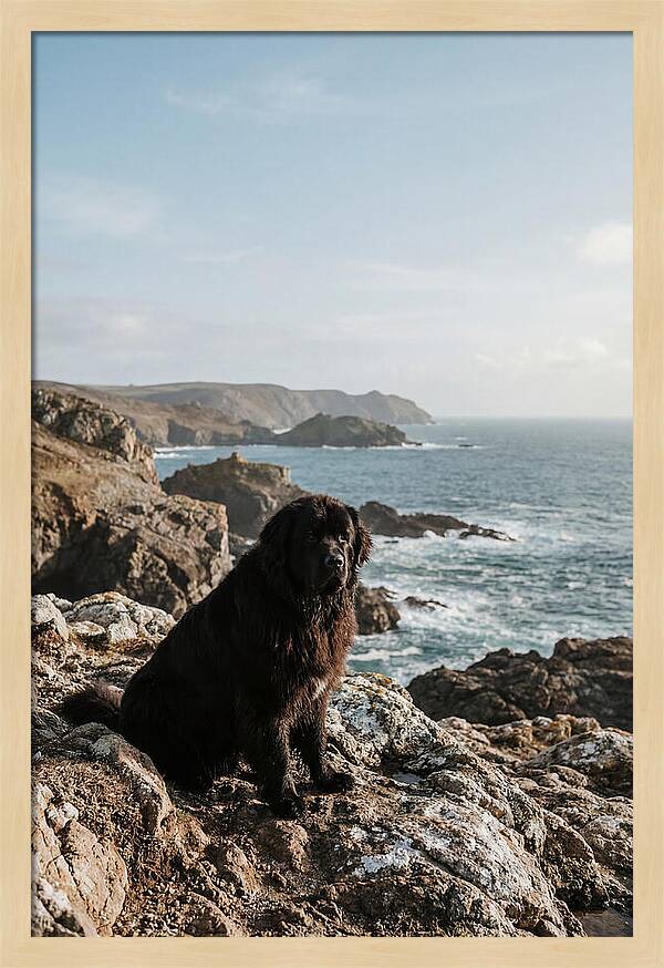 Newfoundland Dog By The Shore