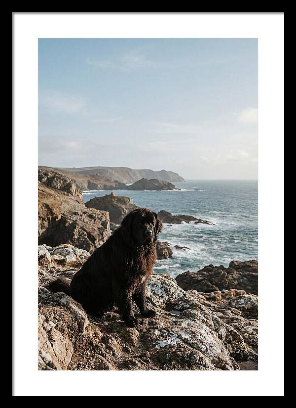 Newfoundland Dog By The Shore