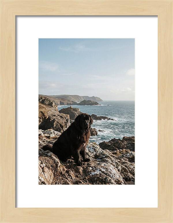 Newfoundland Dog By The Shore