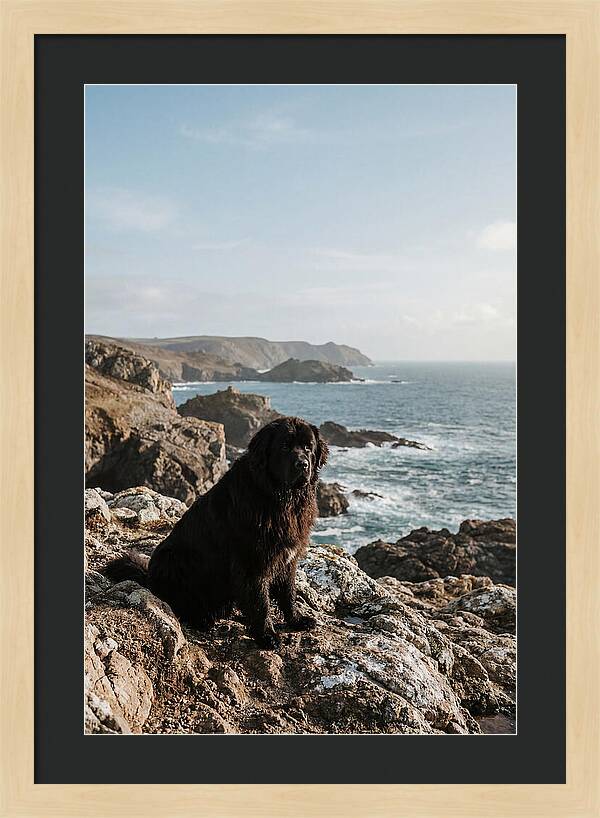Newfoundland Dog By The Shore