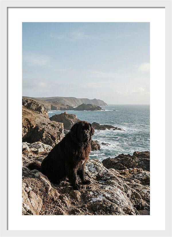 Newfoundland Dog By The Shore