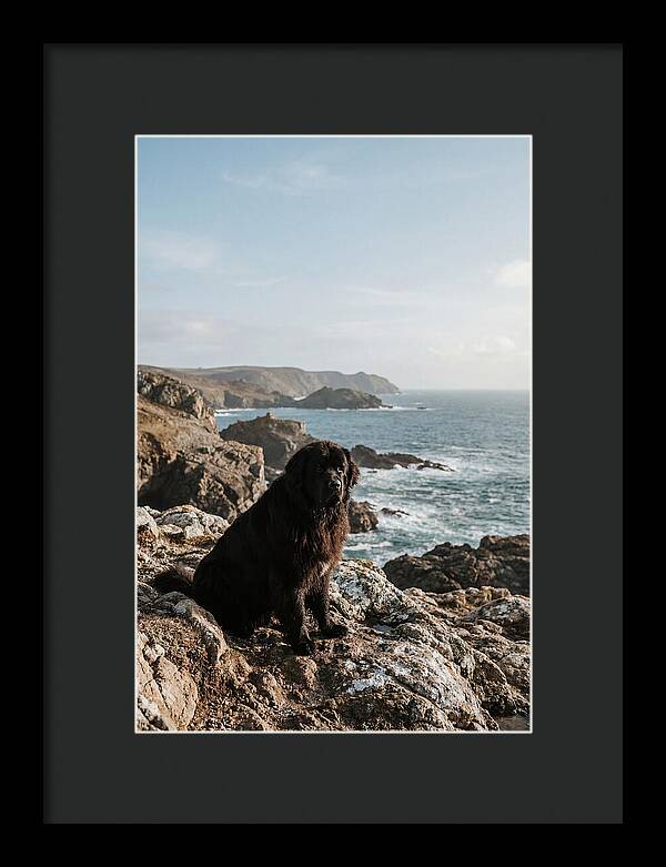 Newfoundland Dog By The Shore