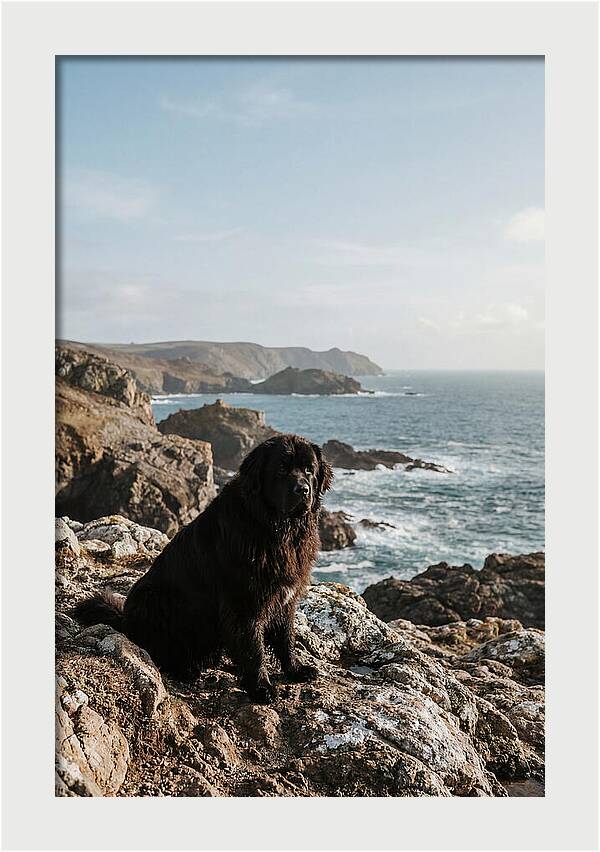 Newfoundland Dog By The Shore