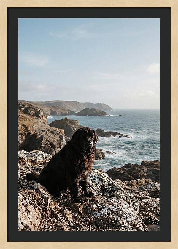 Newfoundland Dog By The Shore