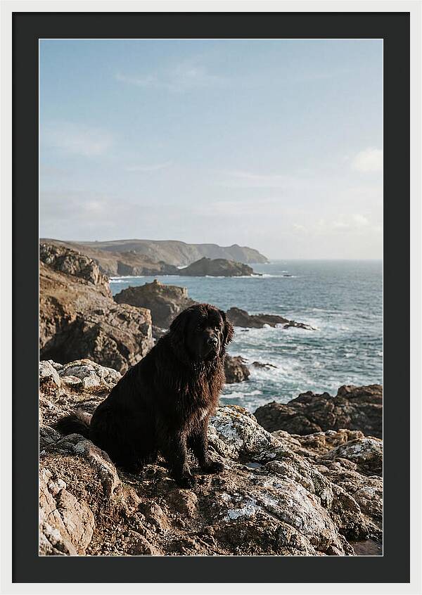 Newfoundland Dog By The Shore
