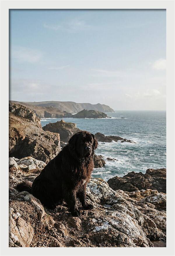 Newfoundland Dog By The Shore
