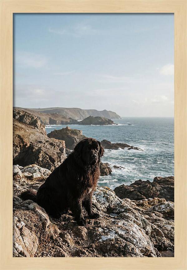 Newfoundland Dog By The Shore
