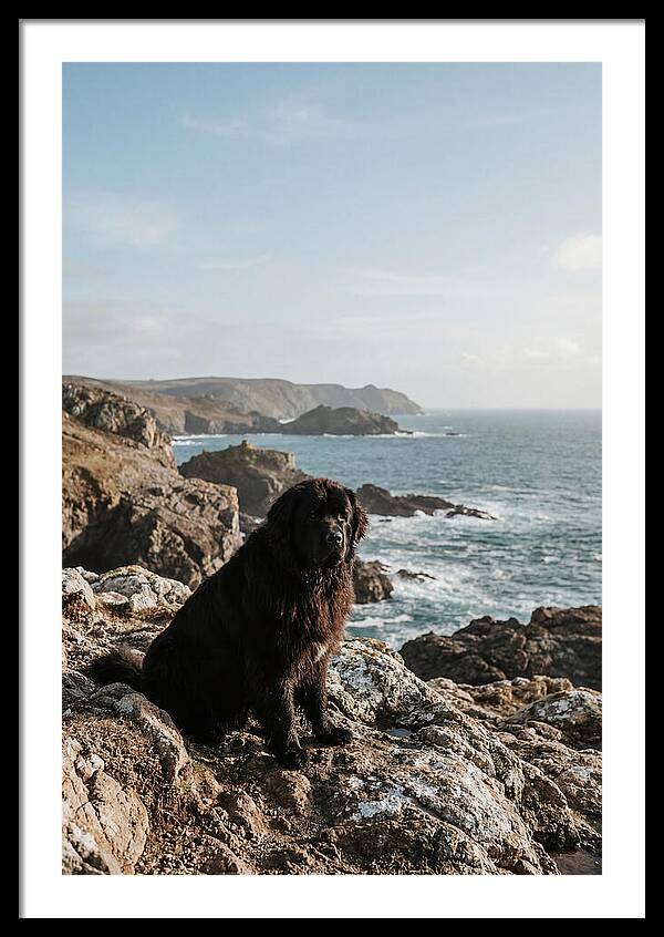 Newfoundland Dog By The Shore