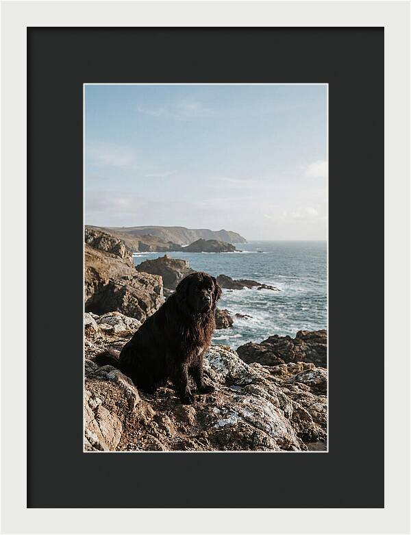Newfoundland Dog By The Shore