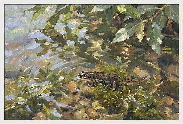 Newt Among Water Lilies