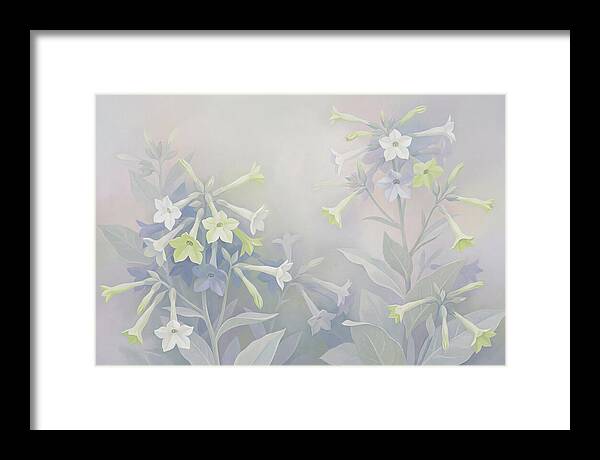 Nicotiana Evening Scented Flowers