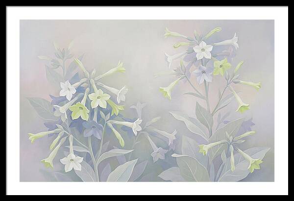 Nicotiana Evening Scented Flowers