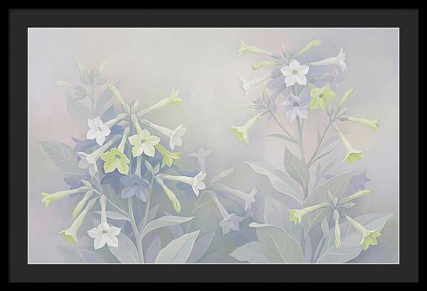 Nicotiana Evening Scented Flowers