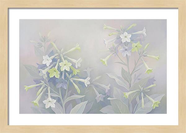 Nicotiana Evening Scented Flowers