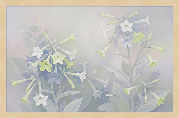Nicotiana Evening Scented Flowers