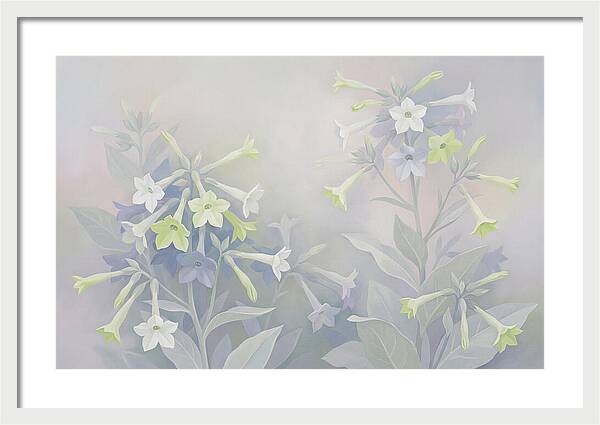 Nicotiana Evening Scented Flowers