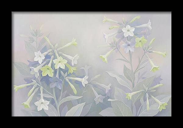 Nicotiana Evening Scented Flowers