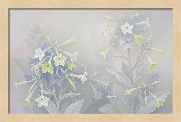 Nicotiana Evening Scented Flowers