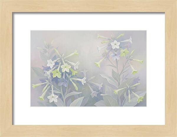 Nicotiana Evening Scented Flowers