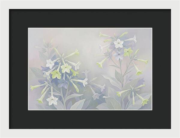 Nicotiana Evening Scented Flowers
