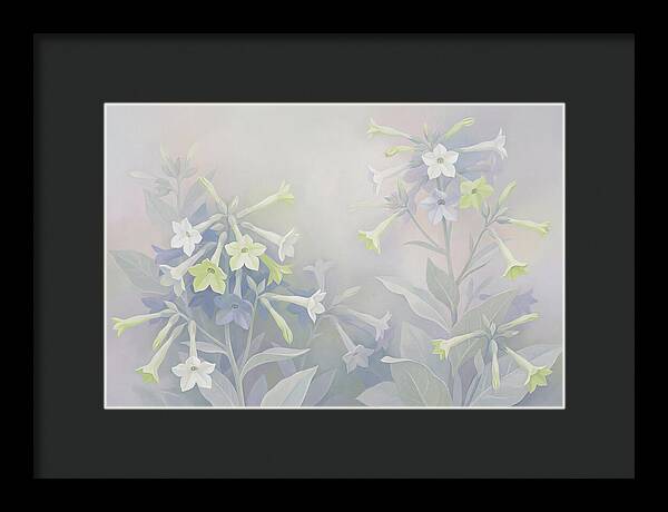Nicotiana Evening Scented Flowers