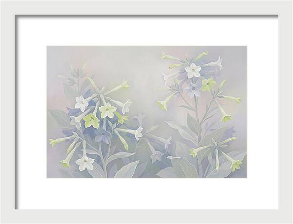 Nicotiana Evening Scented Flowers