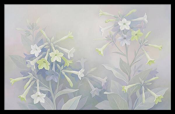 Nicotiana Evening Scented Flowers