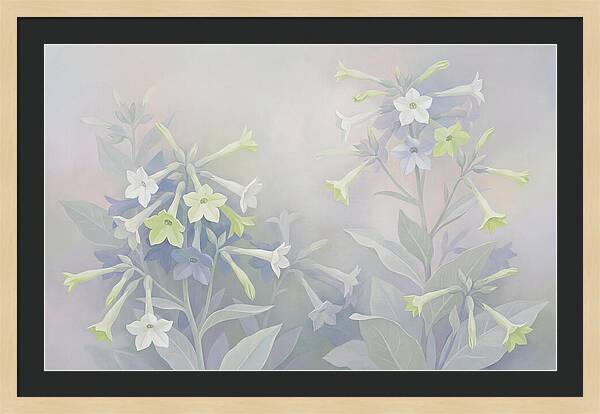 Nicotiana Evening Scented Flowers