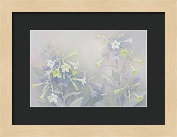 Nicotiana Evening Scented Flowers