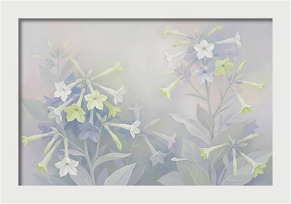 Nicotiana Evening Scented Flowers