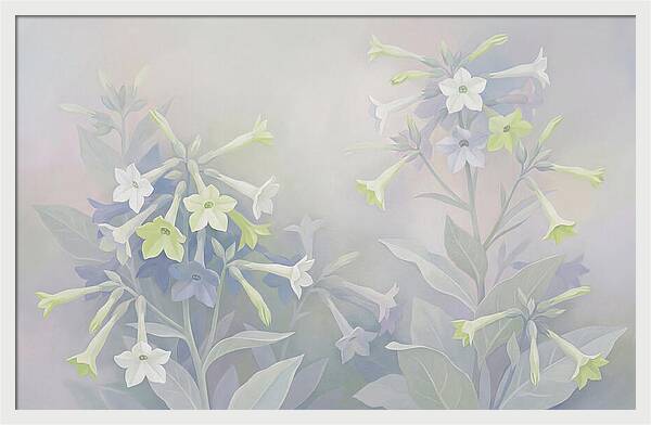 Nicotiana Evening Scented Flowers